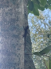 Anolis distichus