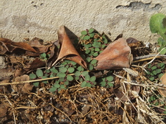 Euphorbia makinoi