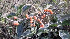 Solanum lanceolatum