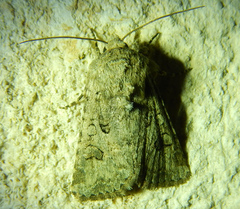 Anarta sodae