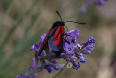 Zygaena purpuralis