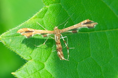 Geina periscelidactylus