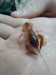 Parastacus defossus