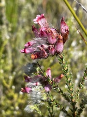 Erica gysbertii