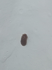 Dermestidae