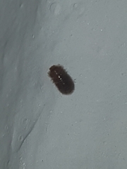 Dermestidae