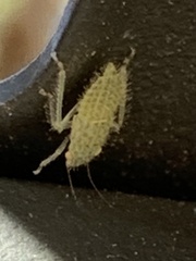Rugosana querci