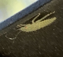 Rugosana querci