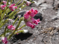 Erica gysbertii