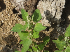 Chenopodium ficifolium