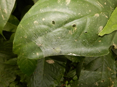 Aoaraneus pentagrammicus