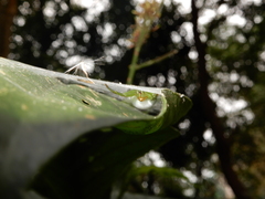 Aoaraneus pentagrammicus
