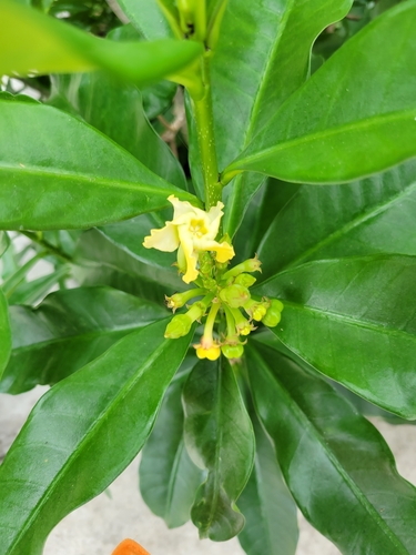 Image of Thevetia ahouai by (c) Arath Montalvo, some rights reserved (CC BY)
