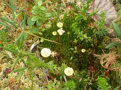 Splachnum luteum