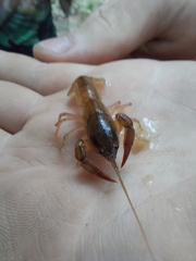 Parastacus defossus
