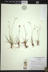 Carex capillaris