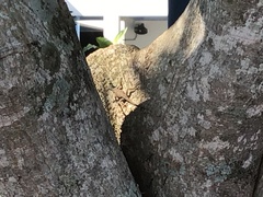 Anolis distichus