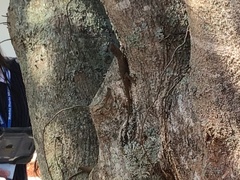Anolis distichus