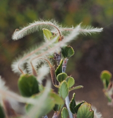 Cercocarpus betuloides