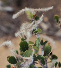 Cercocarpus betuloides