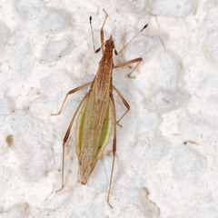 Berytinus minor minor