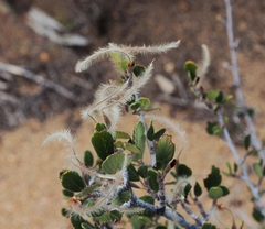 Cercocarpus betuloides