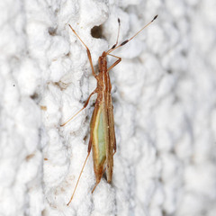 Berytinus minor minor