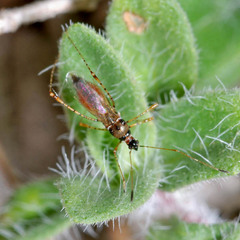 Gampsocoris culicinus