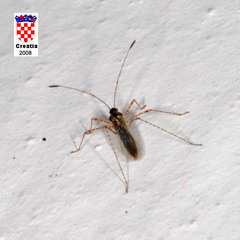 Gampsocoris