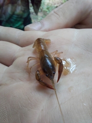 Parastacus defossus