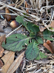 Salvia lyrata