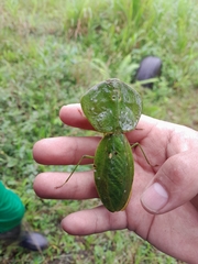 Choeradodis rhombicollis