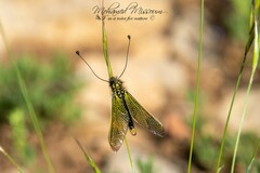 Libelloides ictericus