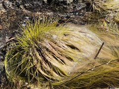 Isolepis digitata