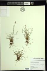 Carex simpliciuscula