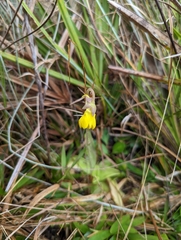 Pinguicula lutea