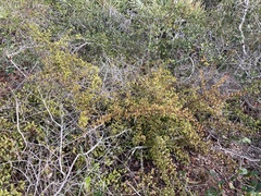 Ximenia americana