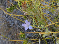 Roella prostrata