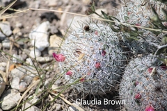 Mammillaria haageana