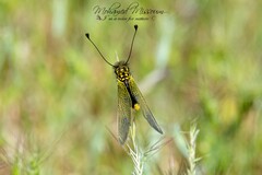 Libelloides ictericus