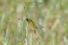 Libelloides ictericus