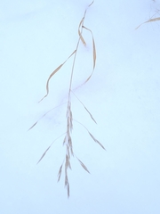 Agrostis scabra