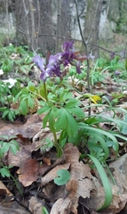 Corydalis cava
