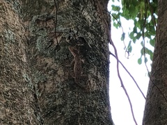 Anolis distichus