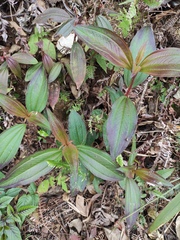 Melastoma sanguineum