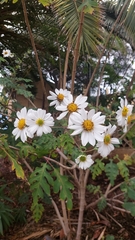 Montanoa bipinnatifida