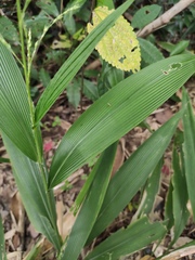 Setaria palmifolia