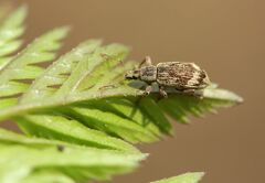 Polydrusus tereticollis