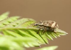 Polydrusus tereticollis