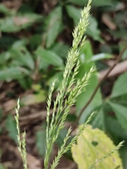 Setaria palmifolia